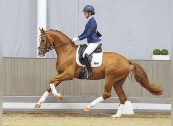 Koń reński, Wałach, 4 lat, 165 cm, Kasztanowata