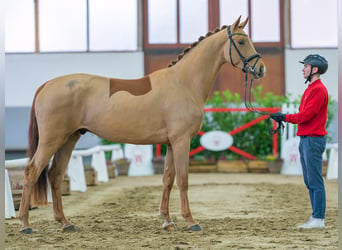 Koń reński, Wałach, 4 lat, 169 cm, Kasztanowata