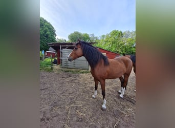 Koń reński, Wałach, 4 lat, 170 cm, Ciemnogniada