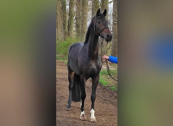 Koń reński, Wałach, 4 lat, 178 cm, Gniada