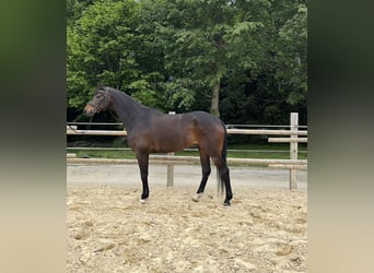 Koń reński, Wałach, 5 lat, 164 cm, Gniada