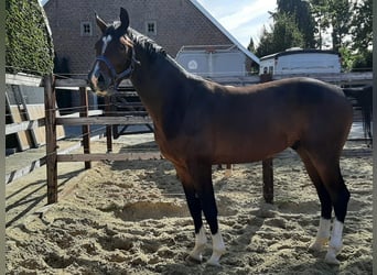Koń reński, Wałach, 5 lat, 165 cm, Gniada