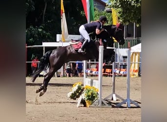Koń reński, Wałach, 5 lat, 165 cm, Kara