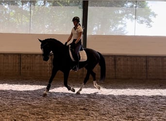 Koń reński, Wałach, 5 lat, 166 cm, Skarogniada
