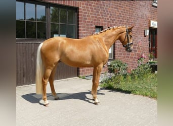 Koń reński, Wałach, 5 lat, 169 cm, Izabelowata