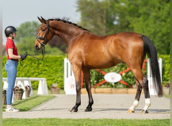 Koń reński, Wałach, 5 lat, 173 cm, Gniada