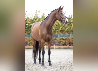 Koń reński, Wałach, 6 lat, 169 cm, Gniada