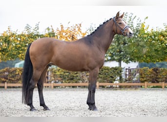Koń reński, Wałach, 6 lat, 169 cm, Gniada