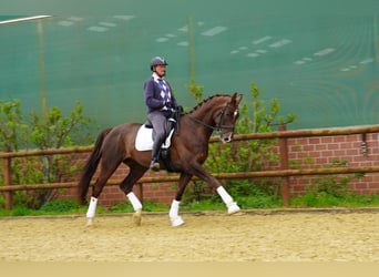 Koń reński, Wałach, 8 lat, 176 cm, Ciemnokasztanowata