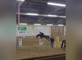 Koń reński, Wałach, 9 lat, 165 cm, Gniada