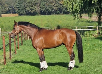 Koń reński, Wałach, 9 lat, 174 cm, Gniada
