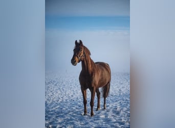 Koń reński, Wałach, 9 lat, Kasztanowata