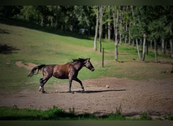 Koń śląski, Klacz, 10 lat, 170 cm, Ciemnogniada