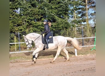 Koń śląski, Klacz, 11 lat, 165 cm, Siwa