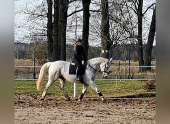 Koń śląski, Klacz, 11 lat, 165 cm, Siwa