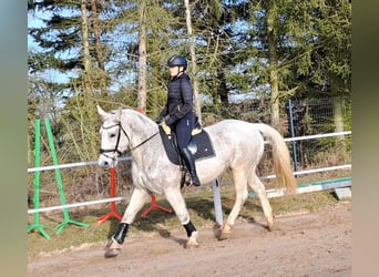 Koń śląski, Klacz, 11 lat, 165 cm, Siwa