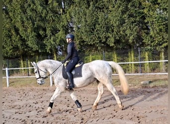 Koń śląski, Klacz, 11 lat, 165 cm, Siwa