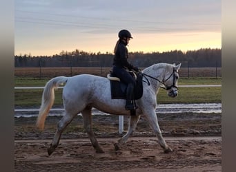 Koń śląski, Klacz, 11 lat, 165 cm, Siwa