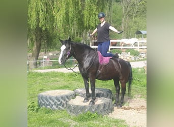 Koń śląski, Klacz, 13 lat, 162 cm, Kara