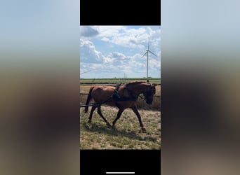 Koń śląski, Klacz, 14 lat, 153 cm, Kasztanowata