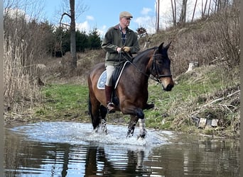 Koń śląski Mix, Klacz, 15 lat, 170 cm, Gniada