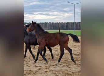 Koń śląski, Klacz, 1 Rok, Gniada