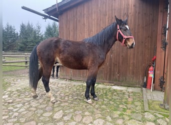 Koń śląski, Klacz, 2 lat, Ciemnogniada