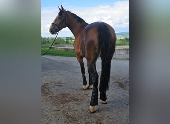 Koń śląski, Klacz, 3 lat, 160 cm, Gniada