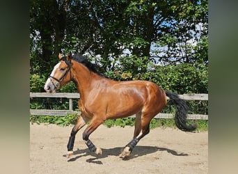 Koń śląski, Klacz, 3 lat, 162 cm, Gniada