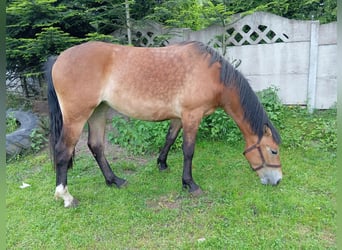 Koń śląski, Klacz, 3 lat, 166 cm, Bułana