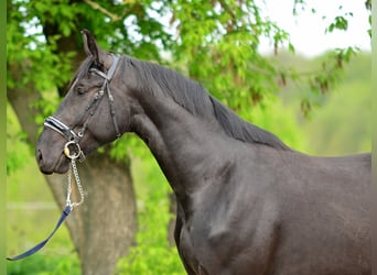 Koń śląski, Klacz, 3 lat, 168 cm, Kara