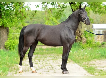 Koń śląski, Klacz, 3 lat, 168 cm, Kara