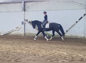 Koń śląski, Klacz, 3 lat, 168 cm, Kara