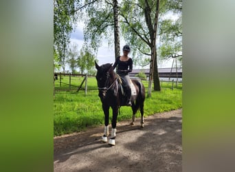 Koń śląski, Klacz, 3 lat, 168 cm, Kara