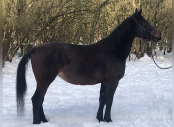 Koń śląski Mix, Klacz, 4 lat, 157 cm, Gniada