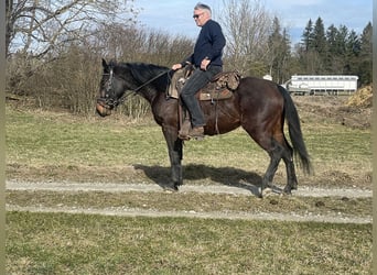 Koń śląski Mix, Klacz, 4 lat, 157 cm, Gniada