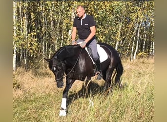 Koń śląski Mix, Klacz, 4 lat, 167 cm, Kara