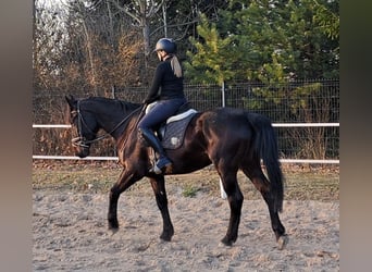 Koń śląski, Klacz, 4 lat, 167 cm, Skarogniada