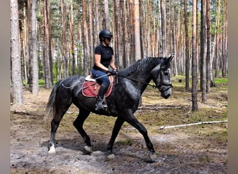 Koń śląski, Klacz, 4 lat, 172 cm, Siwa