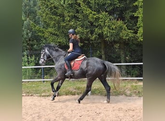 Koń śląski, Klacz, 4 lat, 172 cm, Siwa