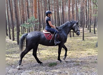 Koń śląski, Klacz, 4 lat, 172 cm, Siwa
