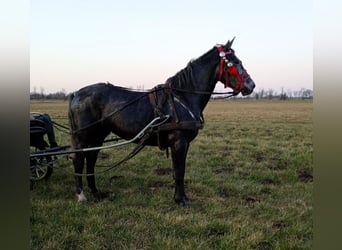 Koń śląski, Klacz, 4 lat, 172 cm, Siwa