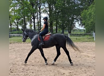 Koń śląski, Klacz, 4 lat, 172 cm, Siwa