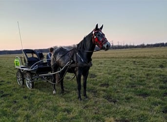 Koń śląski, Klacz, 4 lat, 172 cm, Siwa
