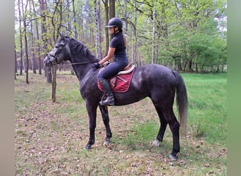 Koń śląski, Klacz, 4 lat, 172 cm, Siwa