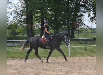 Koń śląski, Klacz, 4 lat, 172 cm, Siwa