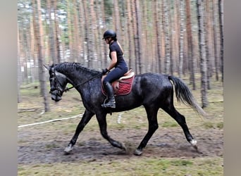 Koń śląski, Klacz, 4 lat, 172 cm, Siwa