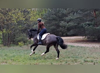 Koń śląski, Klacz, 5 lat, 166 cm, Karosiwa