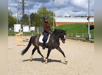 Koń śląski, Klacz, 5 lat, 166 cm, Karosiwa