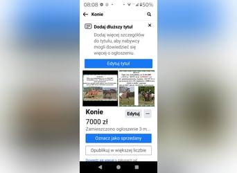 Koń śląski Mix, Klacz, 5 lat, 170 cm, Gniada
